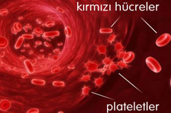 PRP – Saçta Kök Hücre